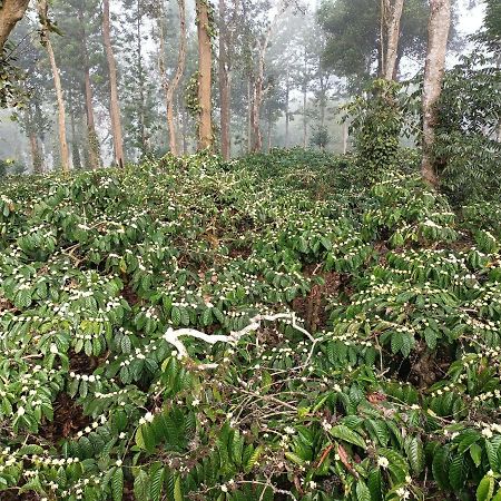 Hotel Coorg Kolamotte Gonikoppal Exteriér fotografie
