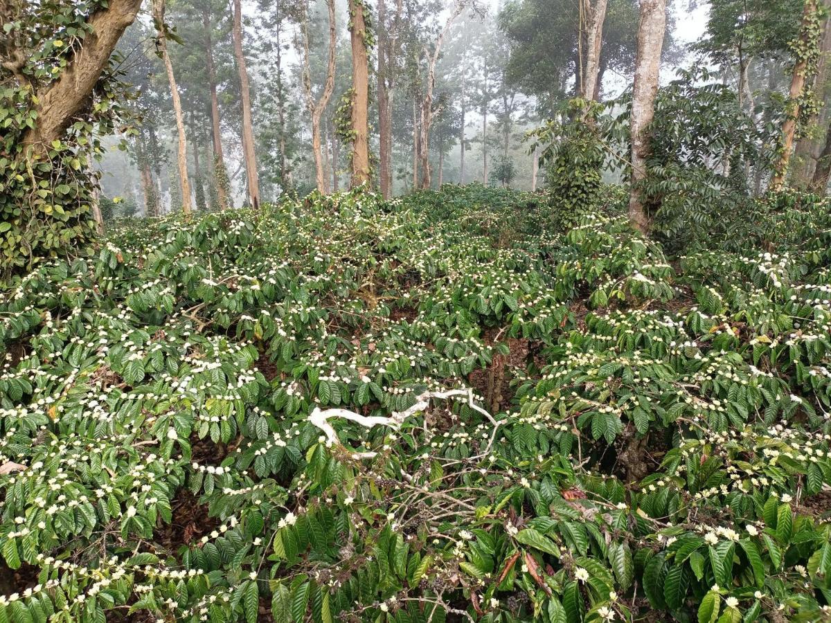 Hotel Coorg Kolamotte Gonikoppal Exteriér fotografie