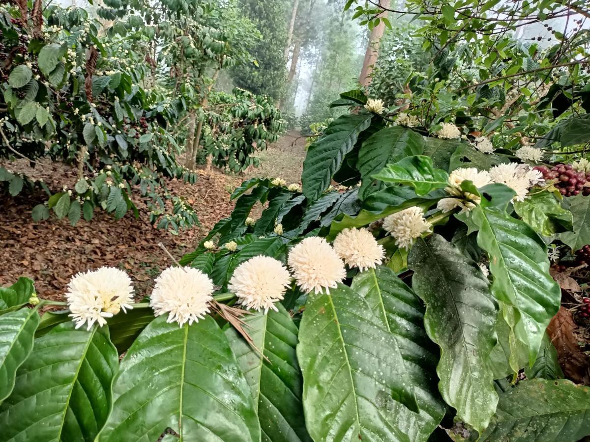 Hotel Coorg Kolamotte Gonikoppal Exteriér fotografie