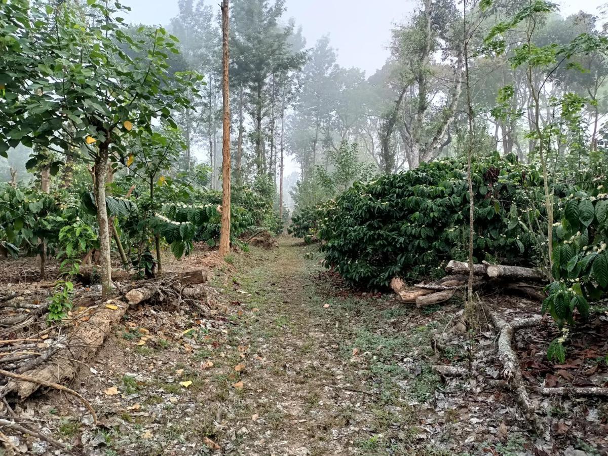 Hotel Coorg Kolamotte Gonikoppal Exteriér fotografie